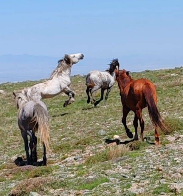 Konya’da doğanın özgür ruhu! Yılkı atları yakından görüntülendi 5